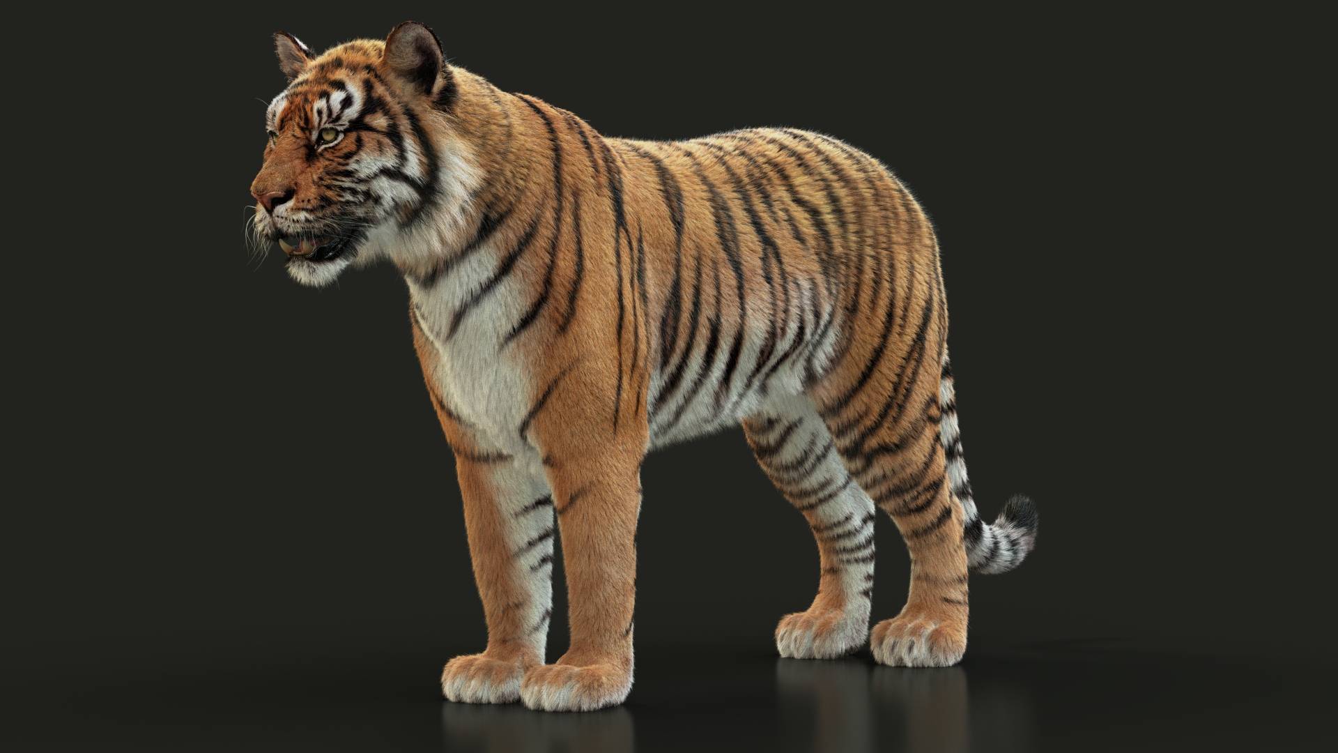 Animals 3D models services