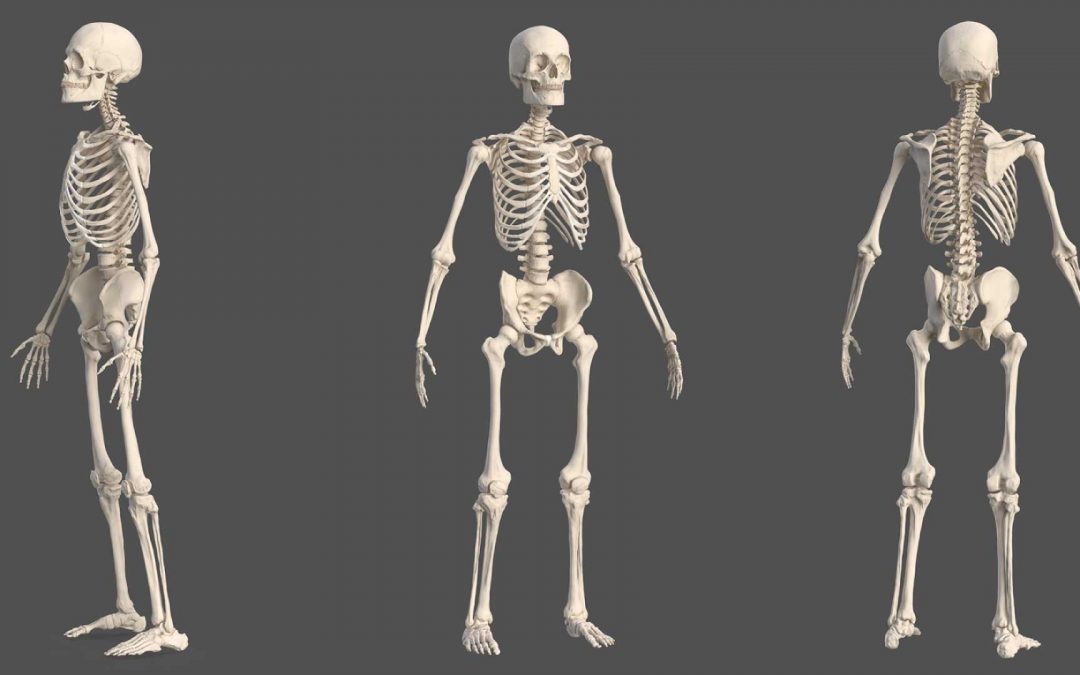 3D Animated Anatomy Video to Illustrate Human Muscular System