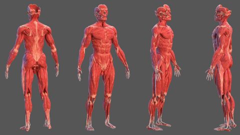 Animated Anatomy: Interactive Learning Resources