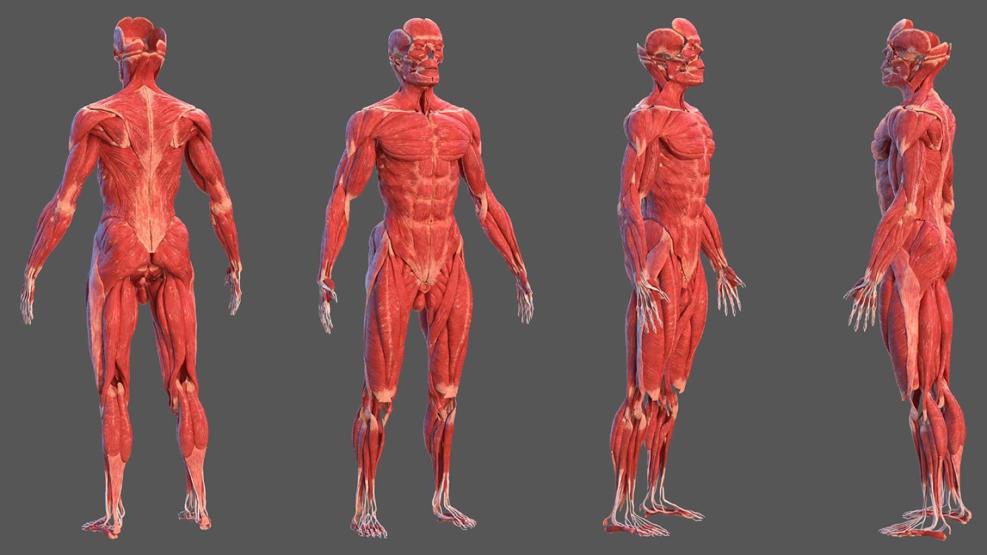 animated anatomy