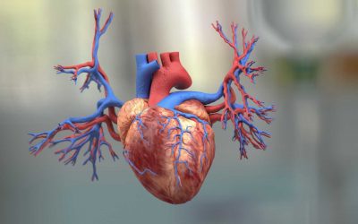 3D Heart Animation Video to Illustrate its Functions Effectively