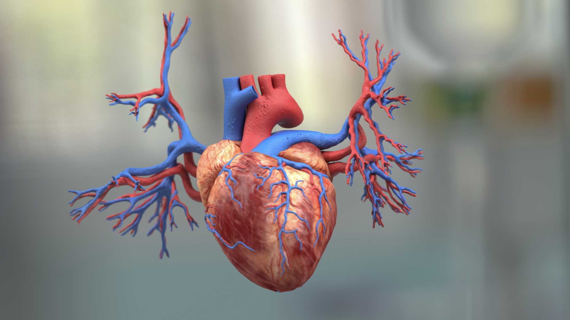3D Heart Animation Videos | Medical Animation Studio | 3D Animation Studio  In India