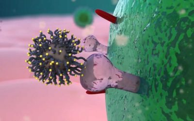 Biological Science Animation Video Improves Visual Learning of Physiology.