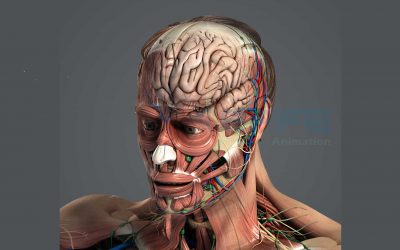 3D Medical Pharmacy Animation Demonstration of Craniotomy Procedure