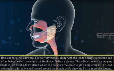 Immersive Augmented Reality Technology for E-Learning Experience on the Human Digestive System
