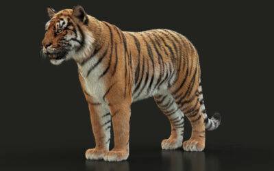 Bring Your Designs to Life with Our Best Animals 3D Models Services