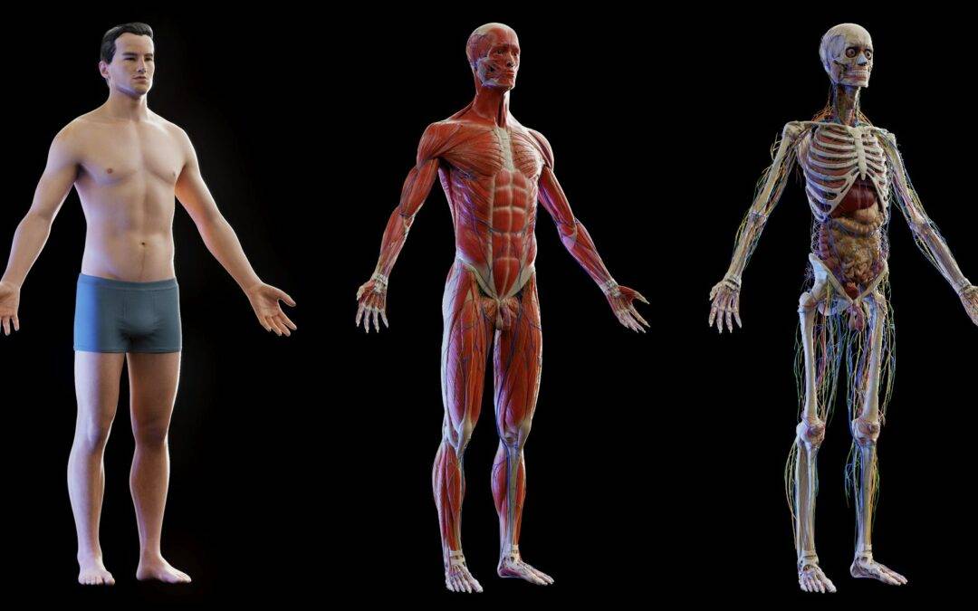 Medical practitioners and students can use our 3D animated anatomy models