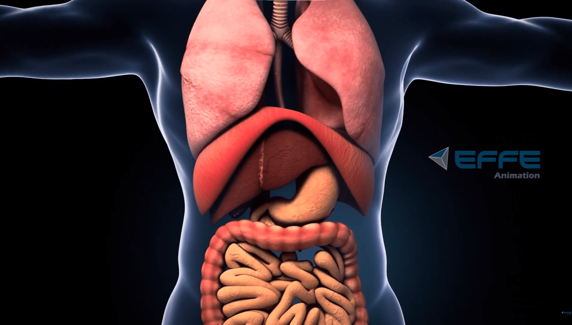 Digestive System Process Animation Services 3D Visuals