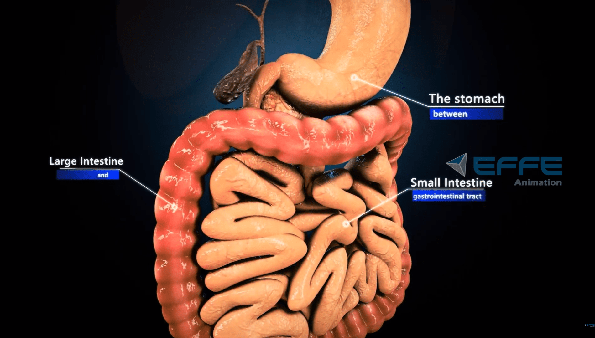 3D Digestive System Animation Video