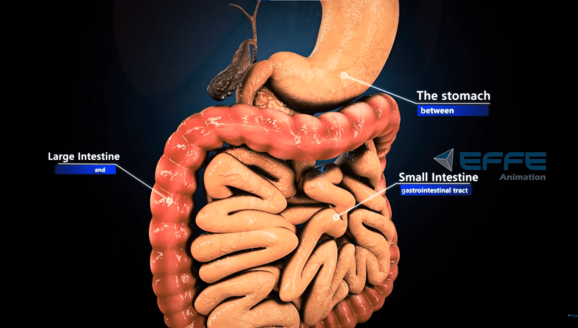 Digestive System Process Animation Services 3D Visuals