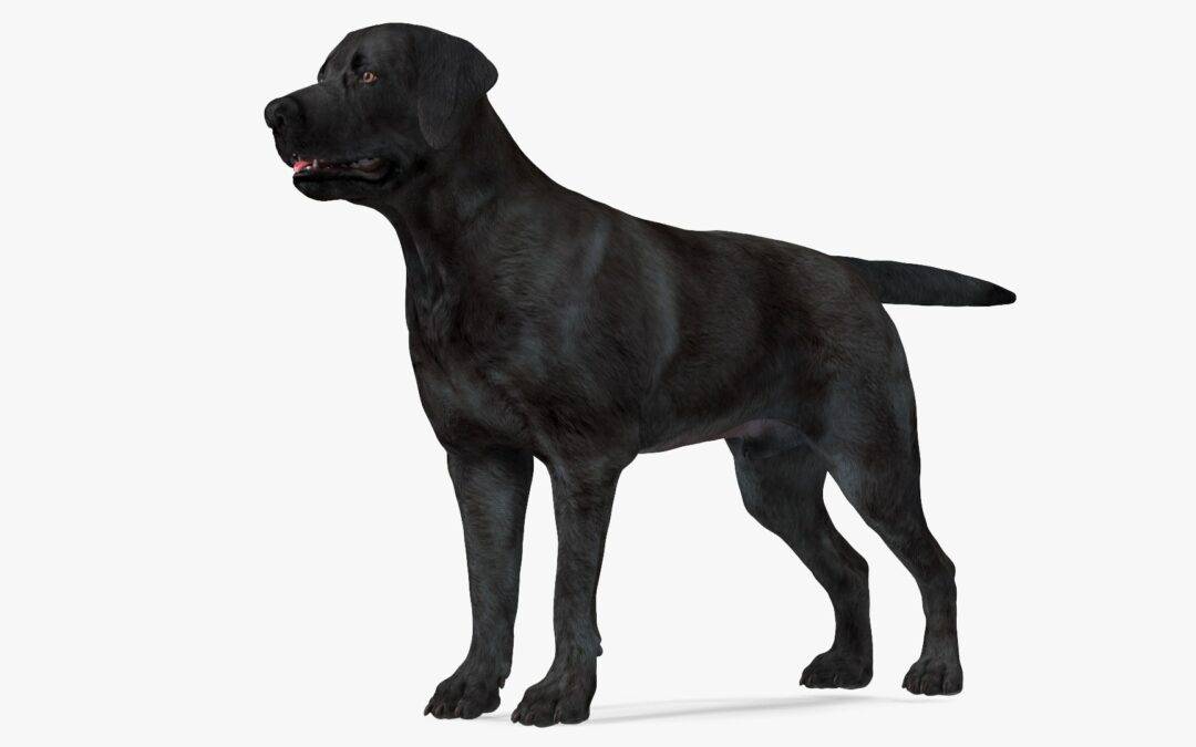 Crafting Realistic Black Dog 3D Animated Models of a Black Dog