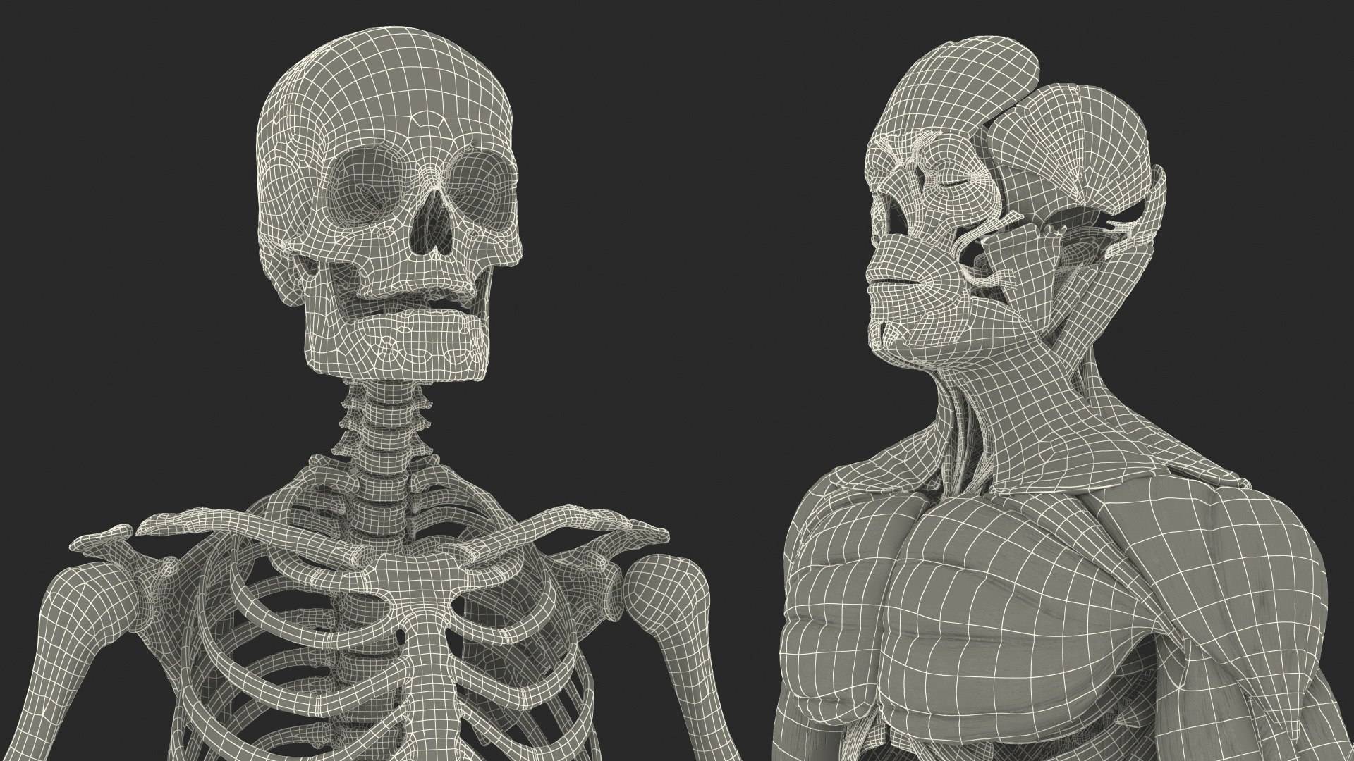 3D Animated Anatomy Models