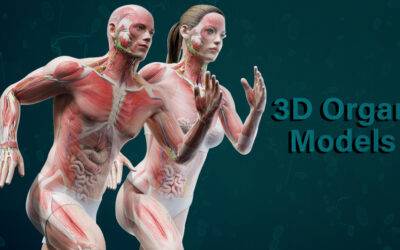 Explore Physiology Intricacies Like Never Before With Lifelike 3D Organ System Design  