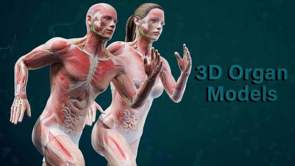 Explore Physiology Intricacies Like Never Before With Lifelike 3D Organ System Design  