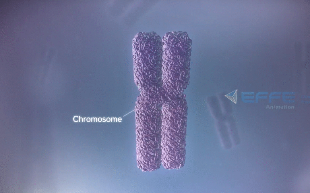 How DNA Works in the Human Body – 3D Medical Animation