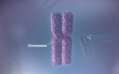 How DNA Works in the Human Body – 3D Medical Animation