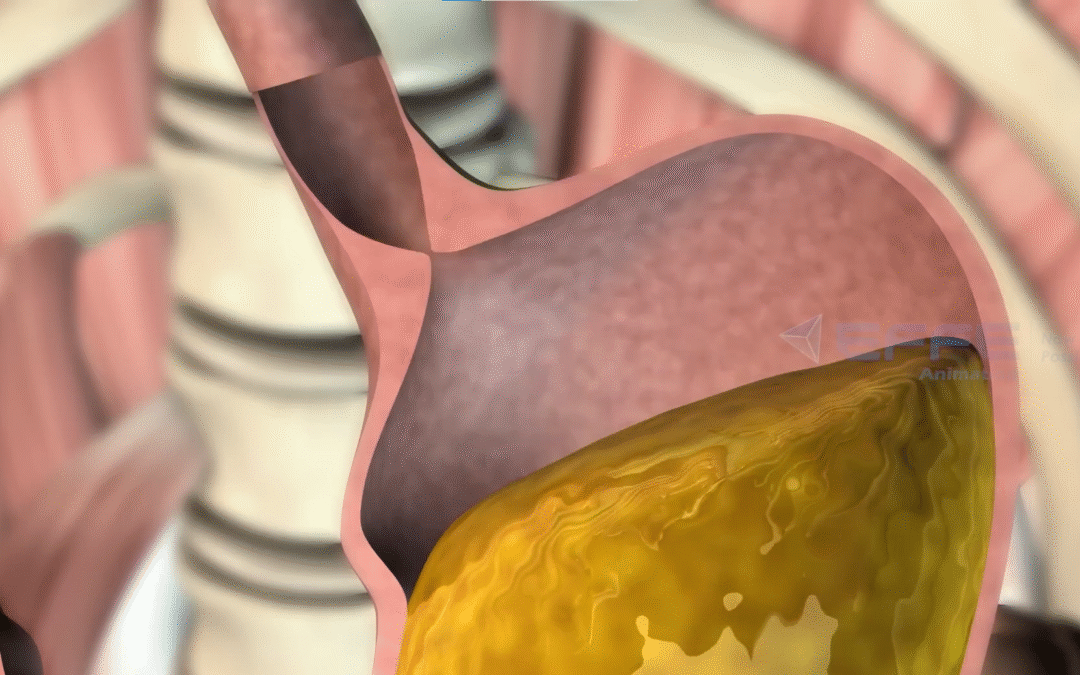 How Does the Stomach Function | Digestive System Animation