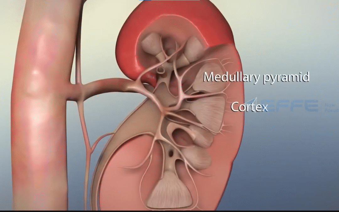 How Your Kidneys Work – 3D Kidney Structure & Anatomy Animation