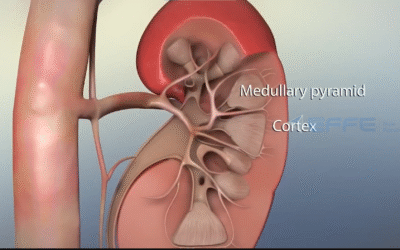 How Your Kidneys Work – 3D Kidney Structure & Anatomy Animation