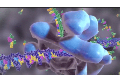 3D Protein Synthesis Animation: From DNA Transcription to Translation