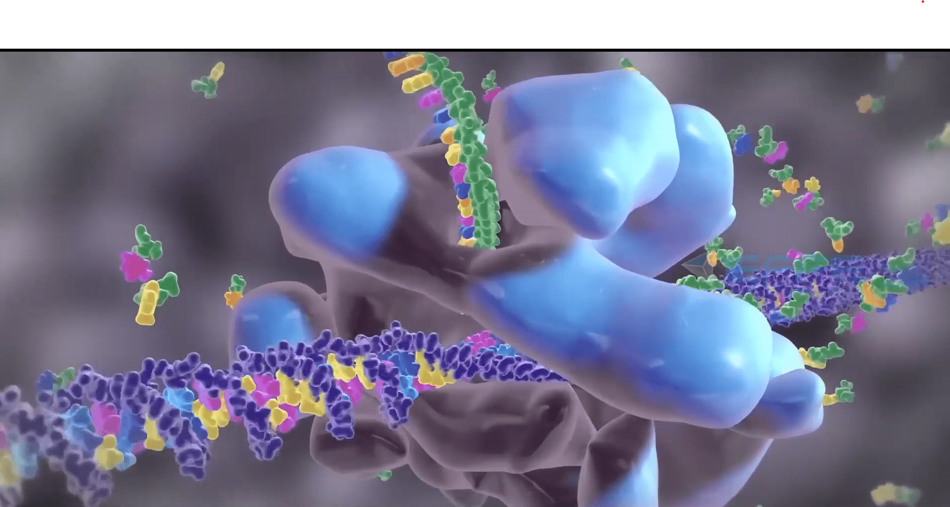 Protein Synthesis Animation