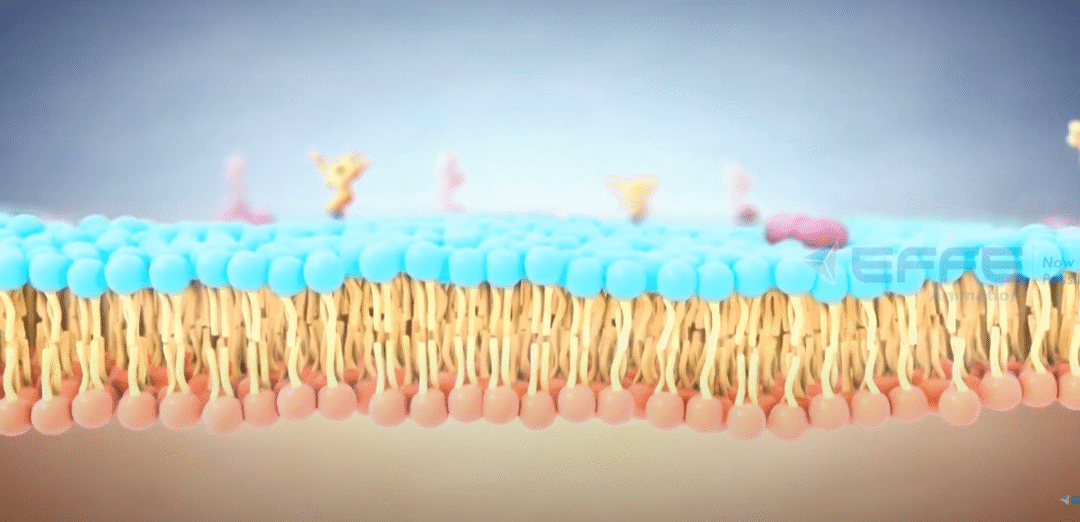 3D Cell Biology Animation for Understanding the Cell Membrane