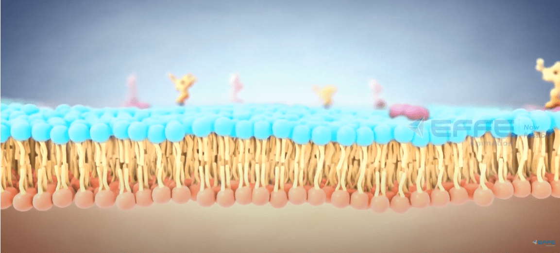 Cell Biology animation
