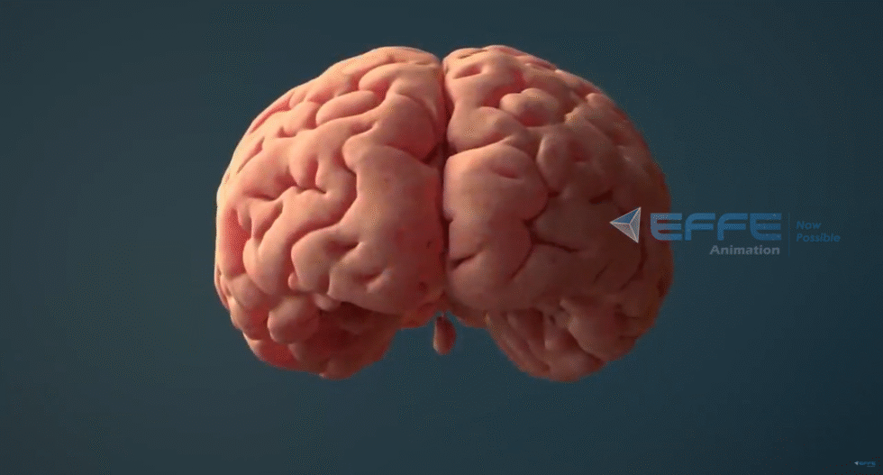 Brain Anatomy Animation Company | Neuro 3D Visuals