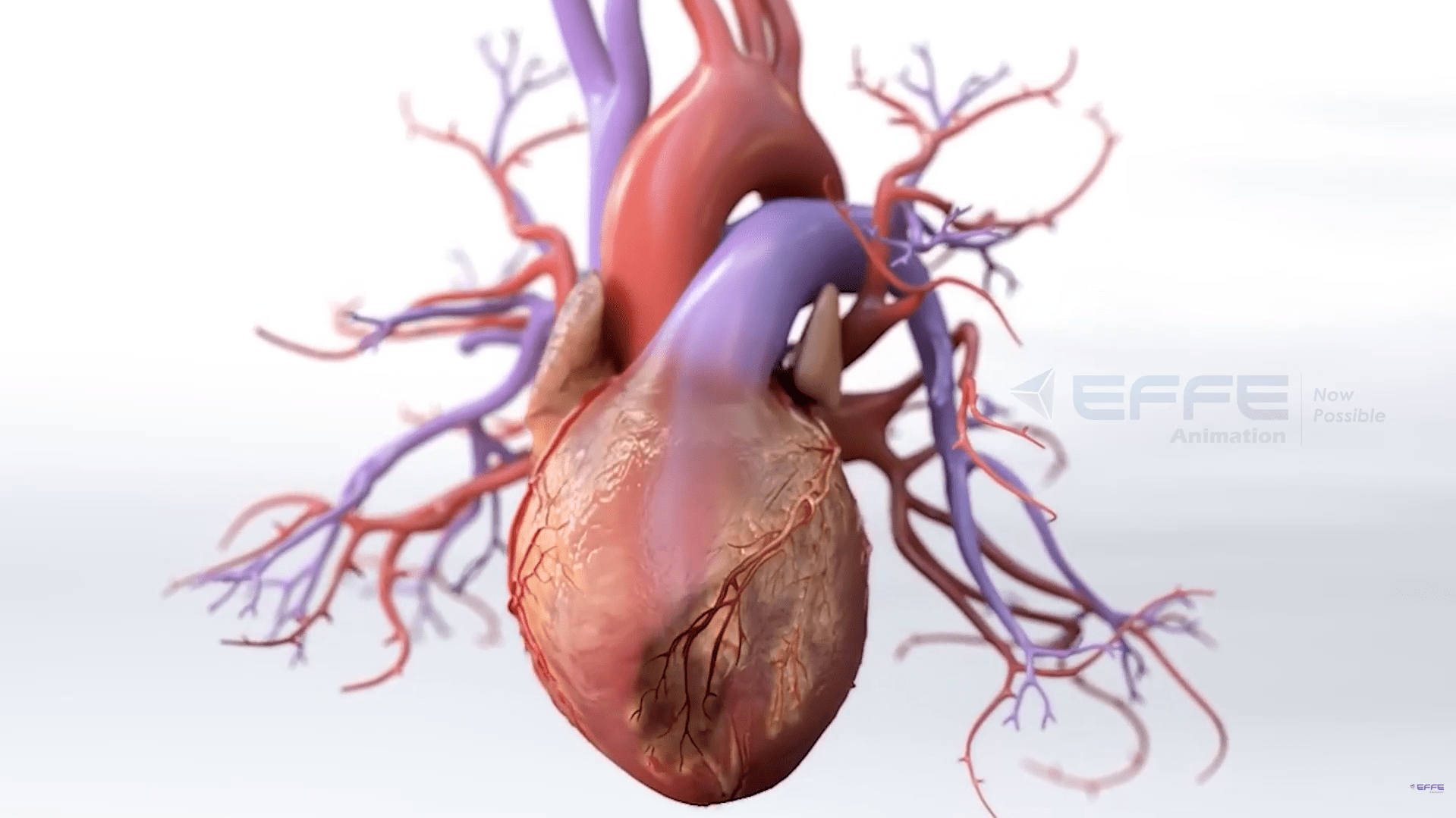 cardiovascular mechanism animation