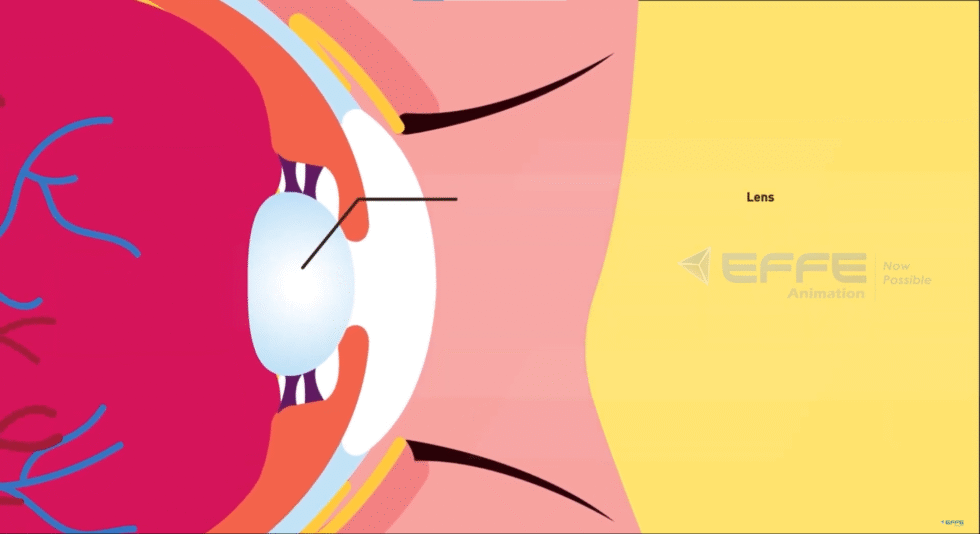 Ophthalmic Anatomy Animation Services Eye 3d Models