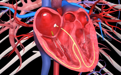How the Heart Works – 3D Cardiac Anatomy Animation & Heart Anatomy Tutorial