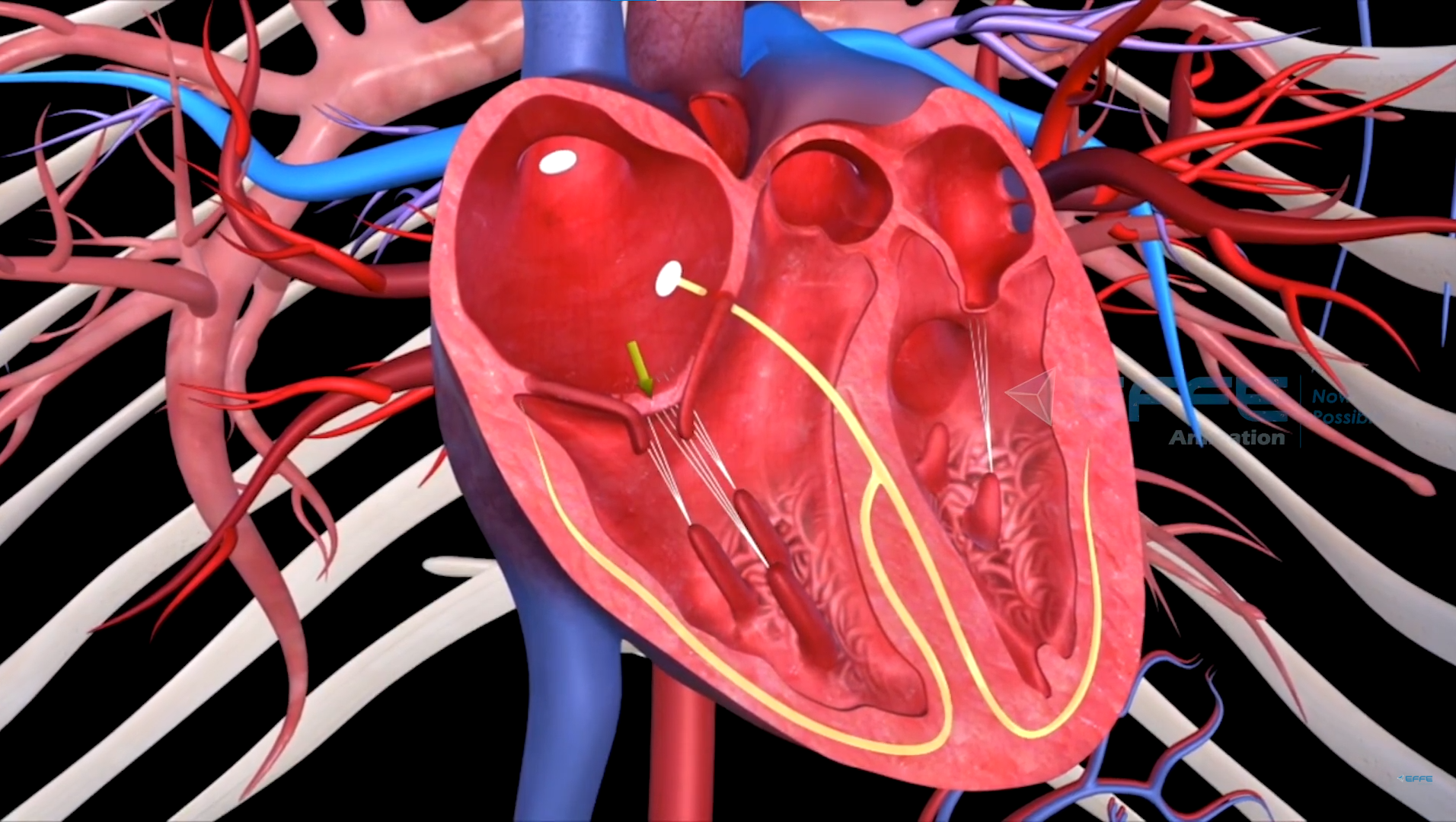 3d heart anatomy animation