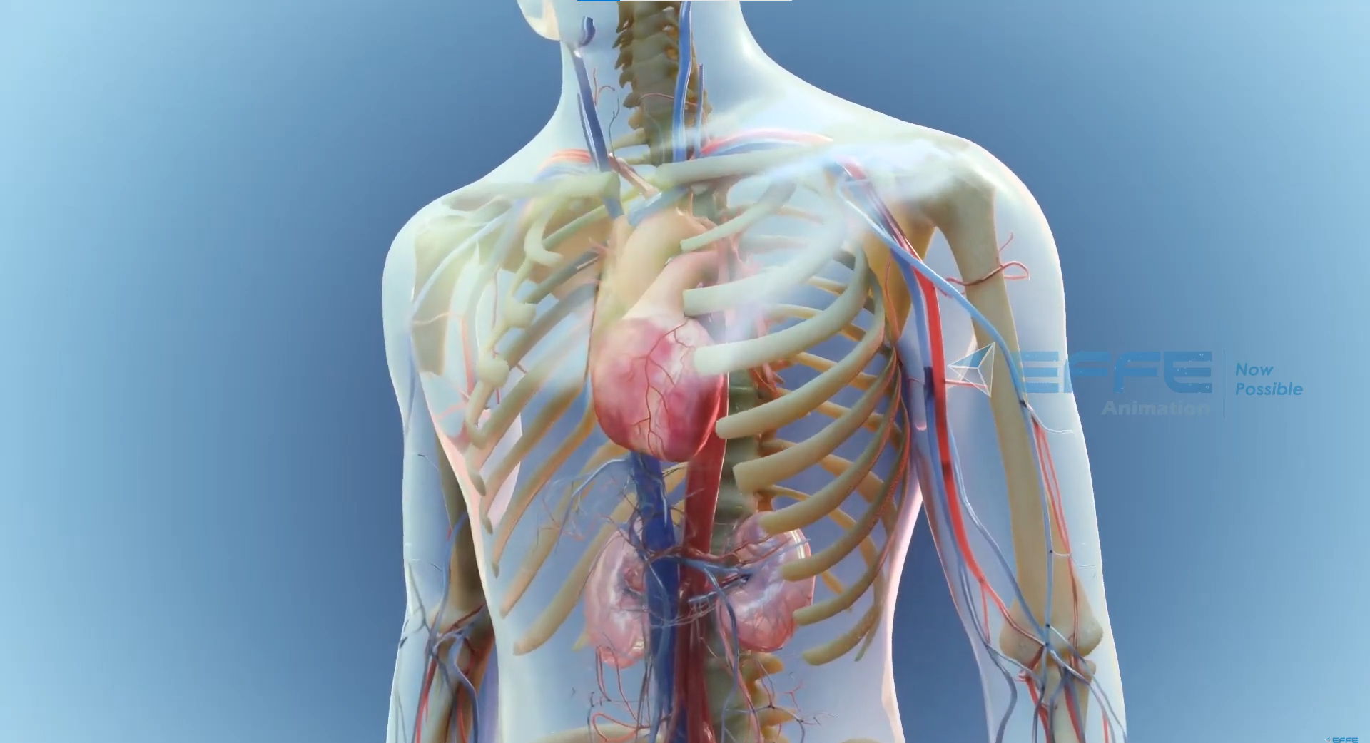 Immunotherapy Mechanism of Animation